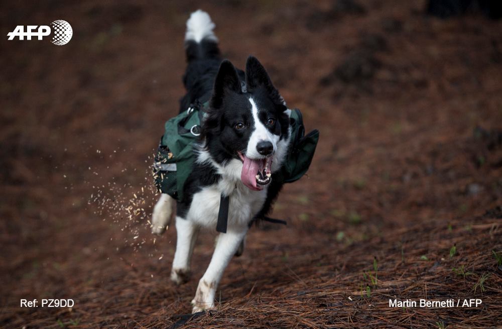 Hunde helfen bei Wiederaufforstung in chilenischem Waldbrandgebiet