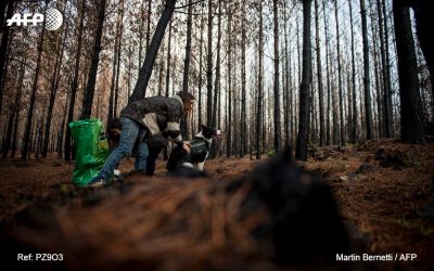 Cães ajudam em reflorestamento de áreas devastadas por incêndios