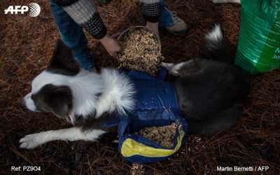 Au Chili, des chiens semeurs aident à faire renaître les forêts brûlées